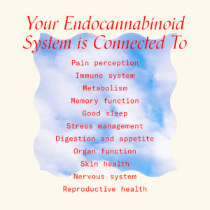 This visual guide to the Endocannabinoid System 101 lists the various bodily functions the ECS is related to, including metabolism, memory function, good sleep, stress management, and nervous system health.